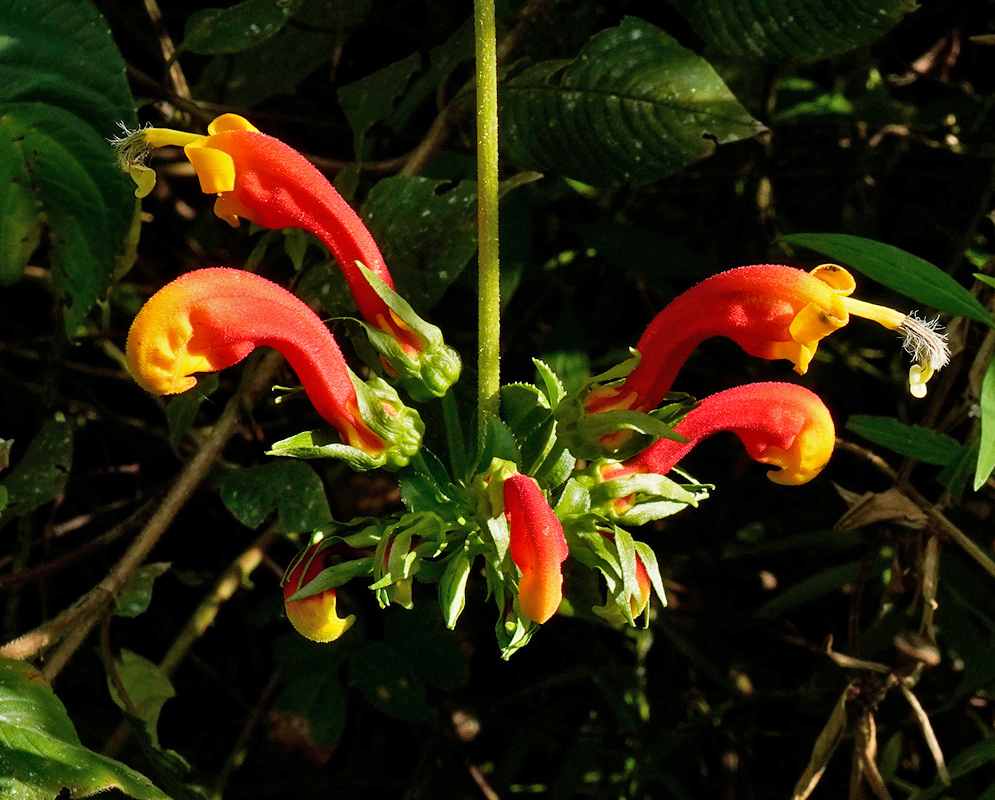 Centropogon granulosus A cluster of tubular Centropogon granulosus flowers displaying a gradient of bright red to orange-yellow hues, emerging in a radial arrangement from a central stem against dark green foliage