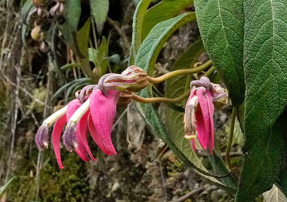 Centropogon isabellinus Flowers A close-up of centropogon isabellinus showing its elongated tubular pink flowers with purplish tips, drooping gracefully from thin stems among large textured green leaves