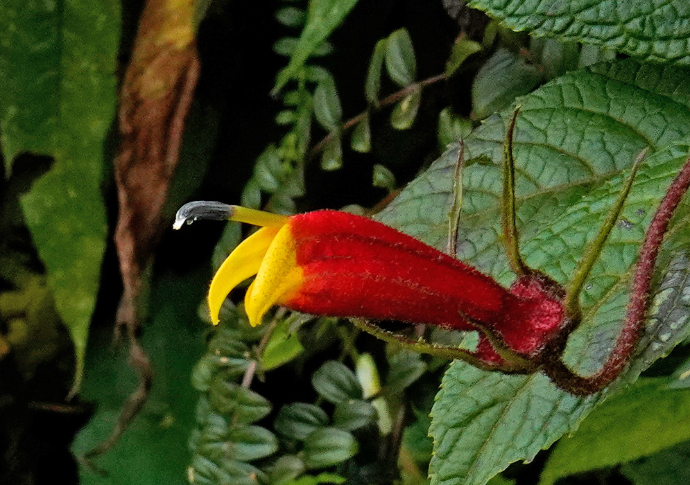 Centropogon medusa Flower A close-up of a Centropogon medusa flower showing its elongated tubular red corolla with a bright yellow flared tip and curved green sepals, set against textured green leaves