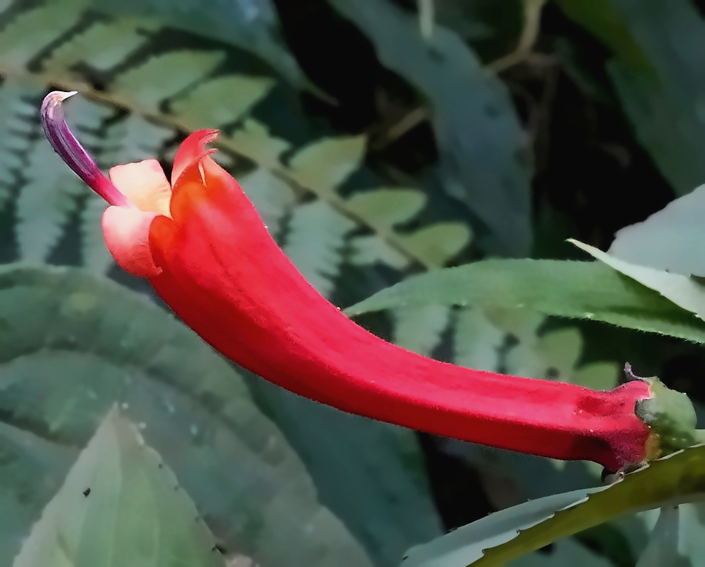 Centropogon trianae Flower Centropogon trianae flower