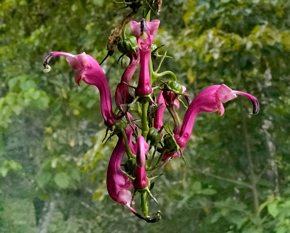 Centropogon urubambae A cluster of elongated pink tubular flowers of Centropogon urubambae hanging from a stem with curved petals and extended styles, set against a blurred forest background