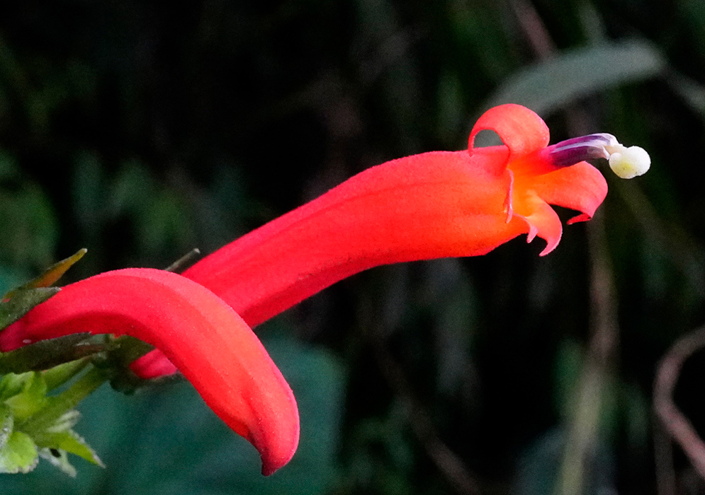 Close-up of a single Centropogon vaughianus flower showing its elongated tubular red corolla with a slightly curved form, yellow-orange throat, and protruding reproductive structures at the tip against a dark natural background