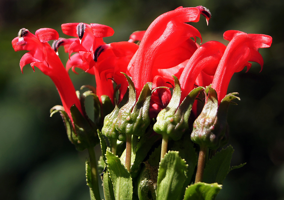 An errect cluster of bring red Centropogon flowers with black and white stamen in sunlight
