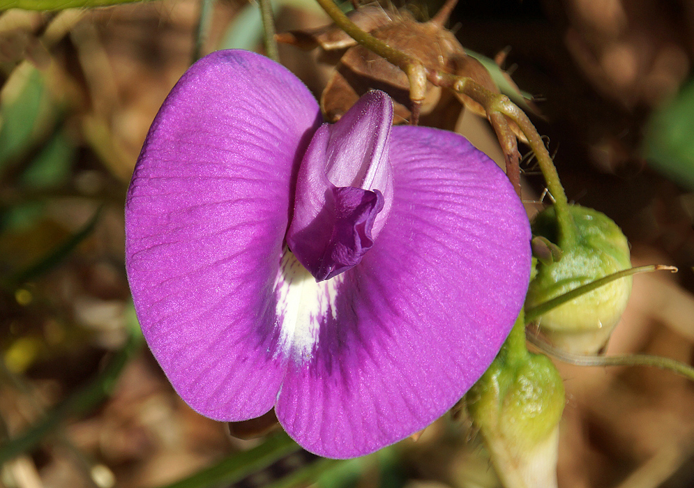A purple Centrosema flower with white markings in the middle in sunlight