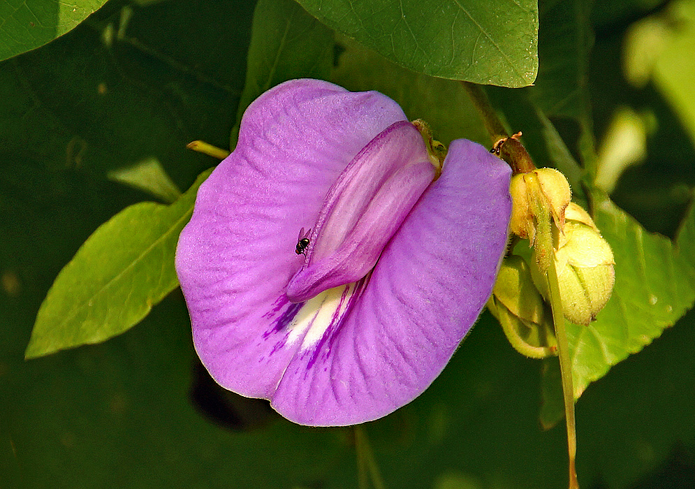 A lilac Centrosema flower with white markings in the middle