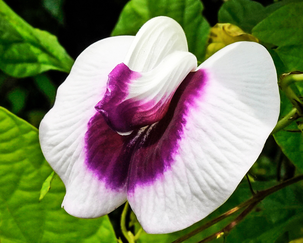 A purple Centrosema flower with white markings in the middle