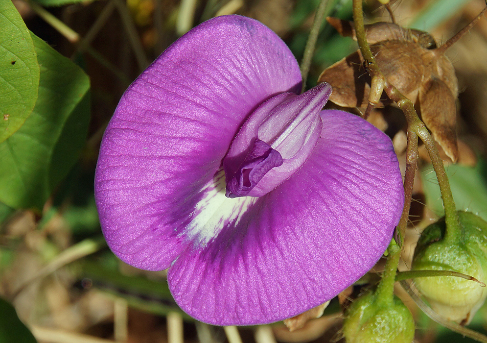 A purple Centrosema pubescens flower with white markings in the middle in sunlight