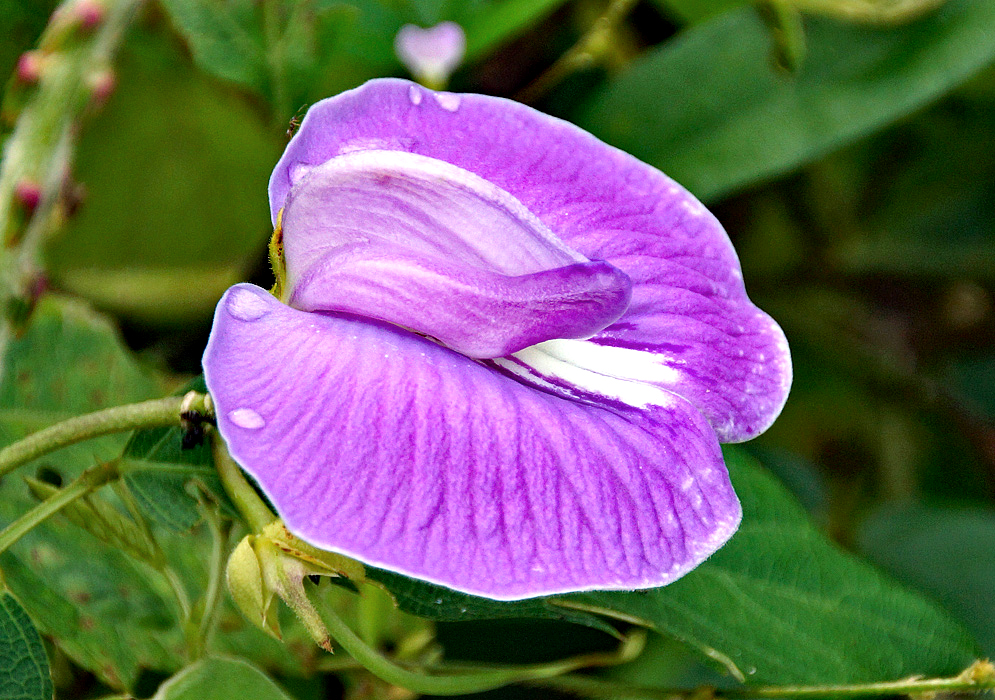 A purple Centrosema flower with white markings in the middle