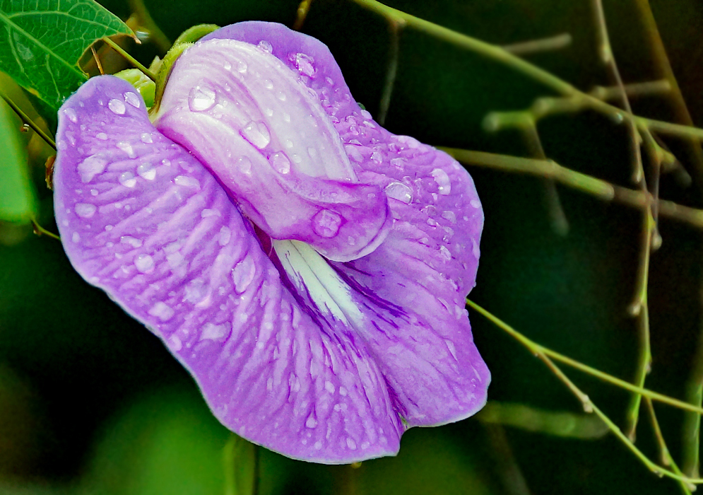 A purple Centrosema flower with white markings in the middle covered in raindrops