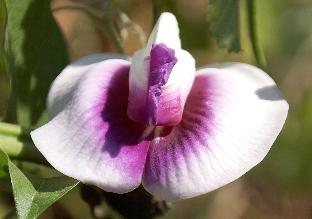 A white Centrosema flower with a purple lip and center