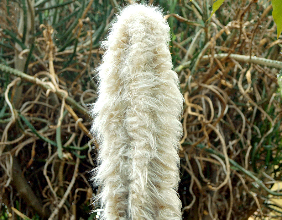 Cephalocereus senilis cactus covered with a shaggy coat of white silky hairs