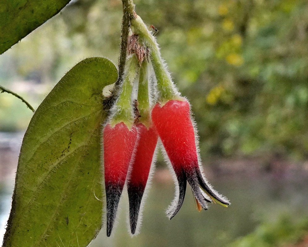 Ceratostema lanigerum Close-up of Ceratostema lanigerum flowers showing two pendulous, tubular blooms covered in fine hairs with bright red corollas fading to black tips, hanging beside a fuzzy green leaf