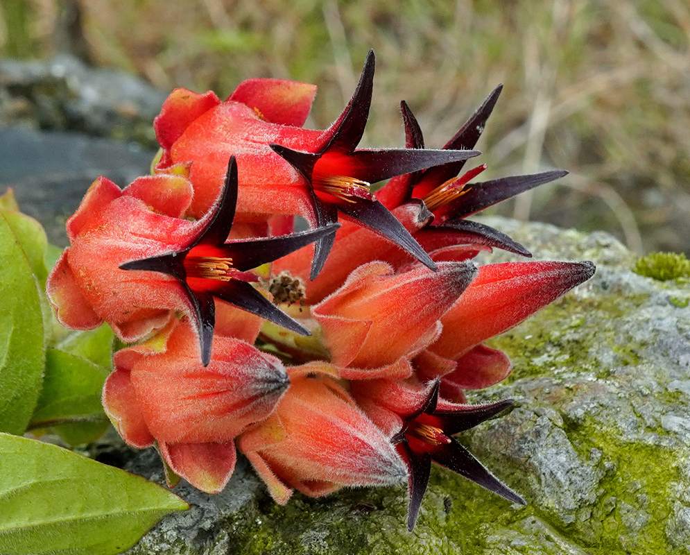 A close-up of Ceratostema megabracteatum showing its dense cluster of tubular flowers with red-orange bracts and star-shaped dark purple petal tips, growing along a moss-covered rock in its native Andean habitat