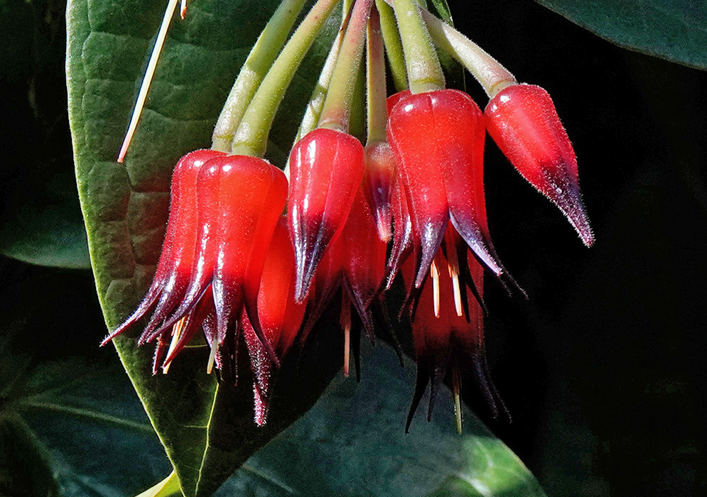 Ceratostema silvicola Flowers Close-up of ceratostema silvicola flowers showing clusters of tubular, downward-facing red blooms with dark purple tips hanging against broad green foliage
