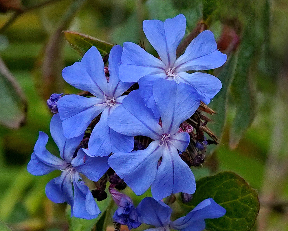 Close-up of Ceratostigma willmottianum flowers showing clusters of bright blue petals with a star-like shape emerging from reddish calyces