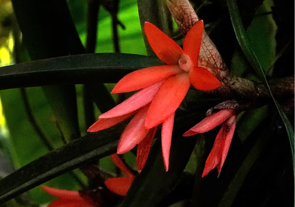 Close-up of Ceratostylis retisquama showing star-shaped orange-red flowers with narrow pointed petals emerging from clustered buds on a dark green leafy background