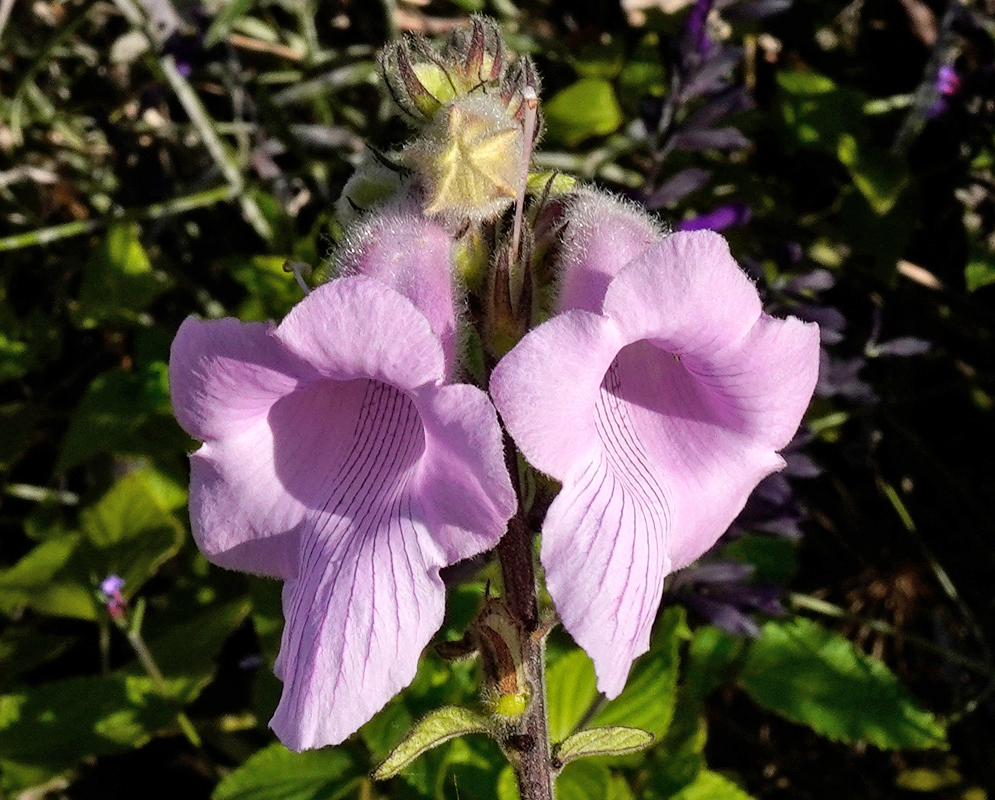 Ceratotheca triloba Pink Flowers Close-up of Ceratotheca triloba flowers displaying large pale pink trumpet-shaped blooms with fine purple veins on their petals