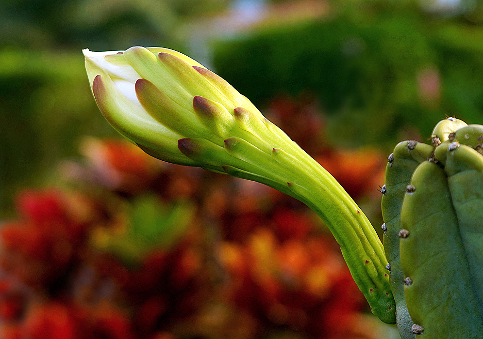 A Cereus hexagonus flower bud promising a white flower