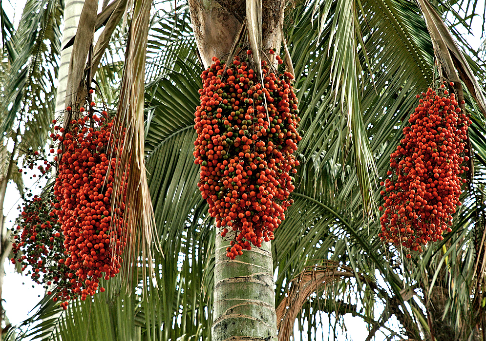 Three large Ceroxylon alpinum cluster of orange fruit hanging on the palm