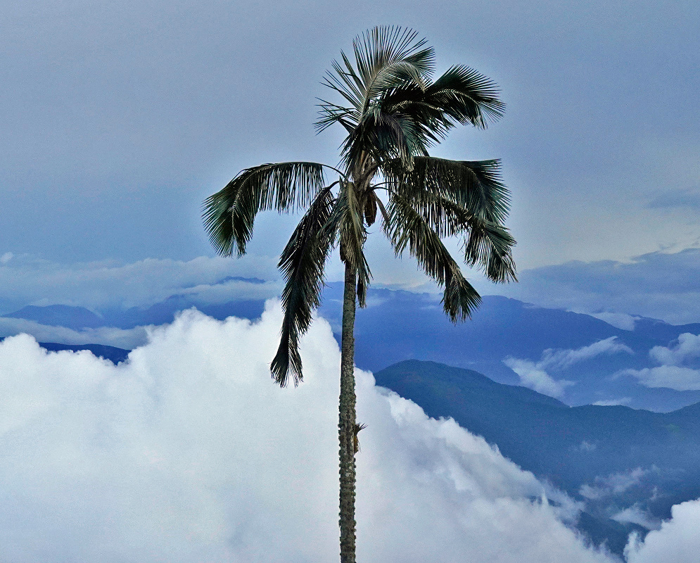 Single Ceroxylon ceriferum palm tree with a tall slender trunk and crown of arching fronds standing above clouds and mountain ridges