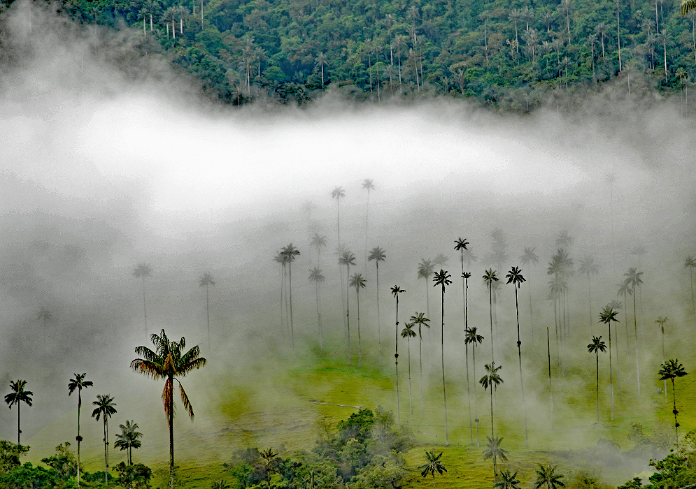 Ceroxylon quindiuense palms under cloud cover