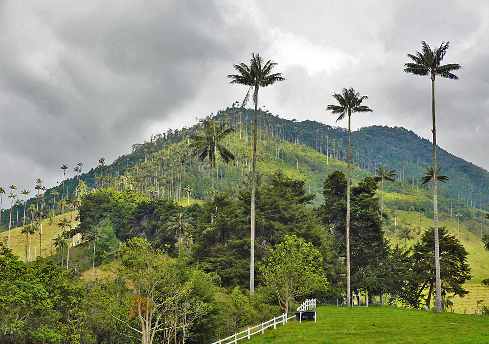 A mountain of Ceroxylon quindiuense palm trees