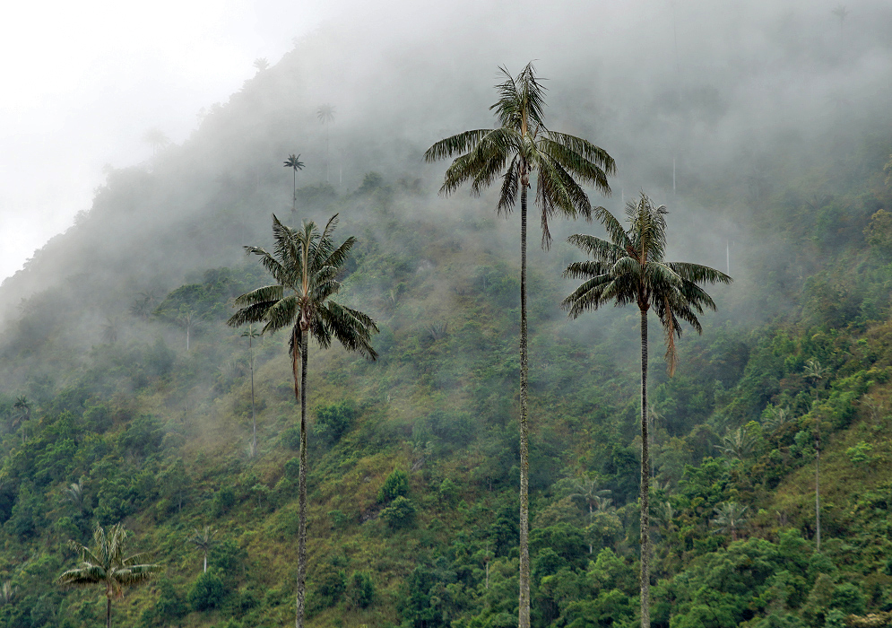Three Ceroxylon quindiuense trees surrounded by low hanging clouds