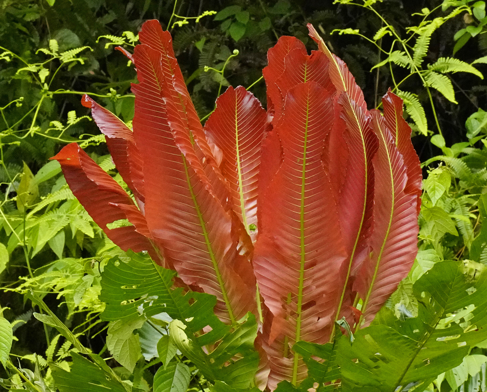 Cespedesia spathulata red leaves in sunlight