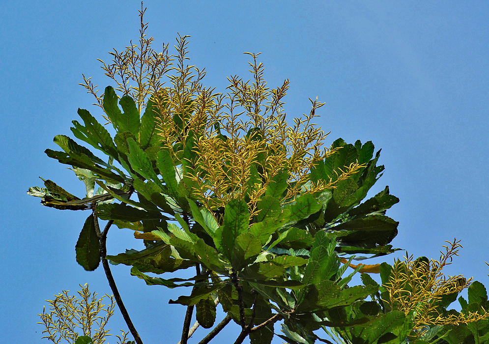 Erect yellow inflorescences on top of a Cespedesia spathulata tree