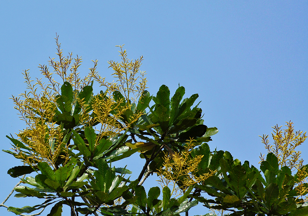 Erect yellow inflorescences on top of a Cespedesia spathulata tree under blue skies