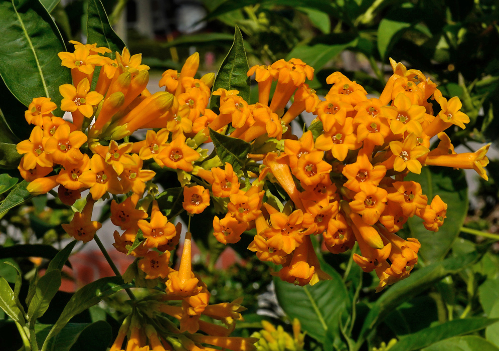 Cluster of cestrum aurantiacum flowers with bright orange tubular blooms opening into star-shaped petals