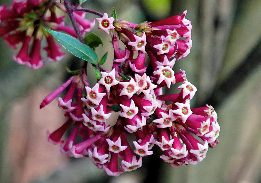 A cluster of purple-pink Cestrum cultum flowers with yellow stigmas