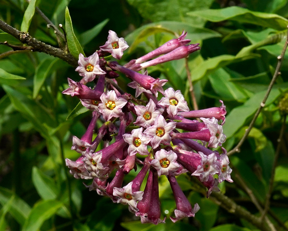 A vibrant bunch of purple-pink Cestrum elegans flowers with pale star-shaped tips and golden centers, surrounded by fresh green leaves