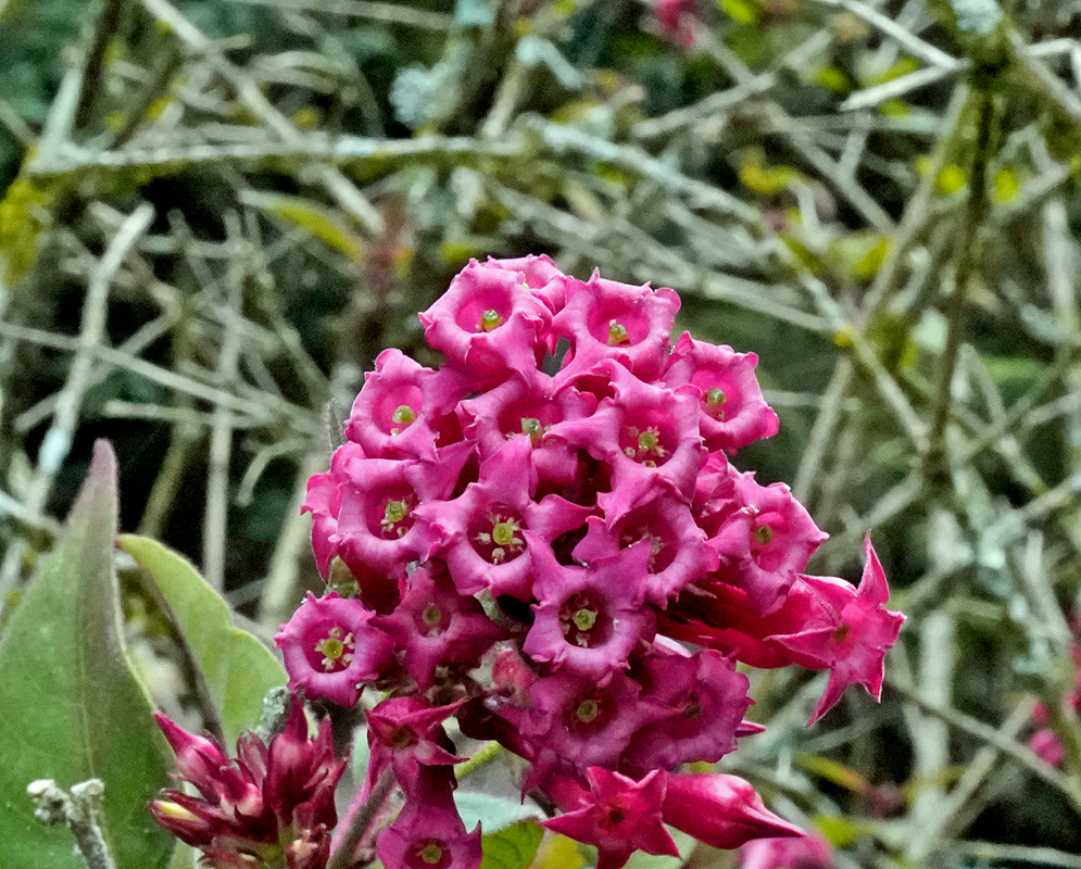 A dense cluster of bright pink, tubular Cestrum elegans flowers with star-shaped openings, standing out against a blurred background of bare twigs