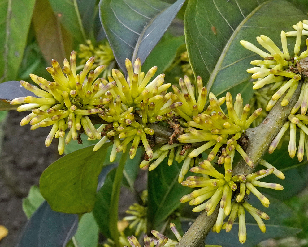 Cestrum megalophyllum Yellow Flowers Close-up of Cestrum megalophyllum flowers showing clusters of small tubular yellow-green blossoms densely packed along a branch