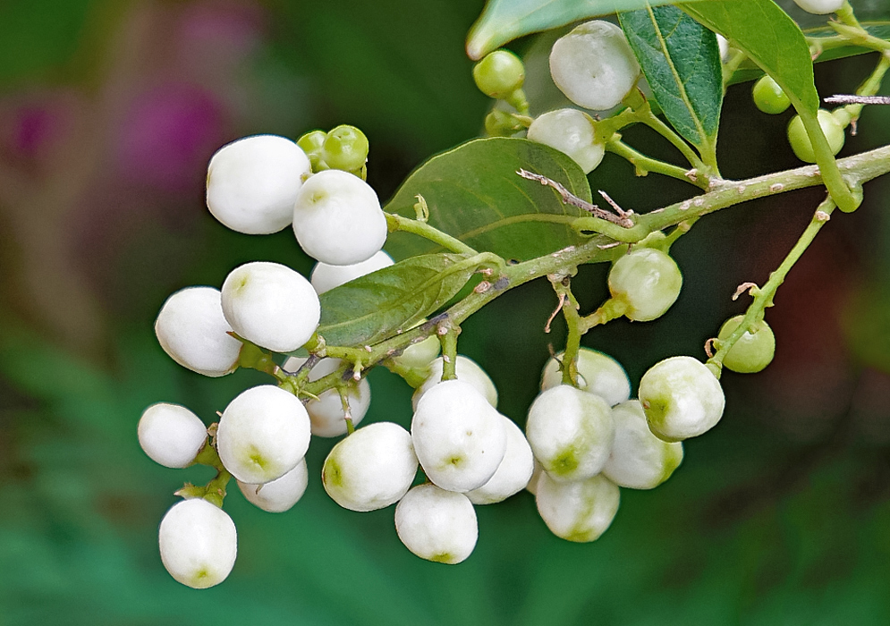 Cestrum nocturnum cluster of white fruit