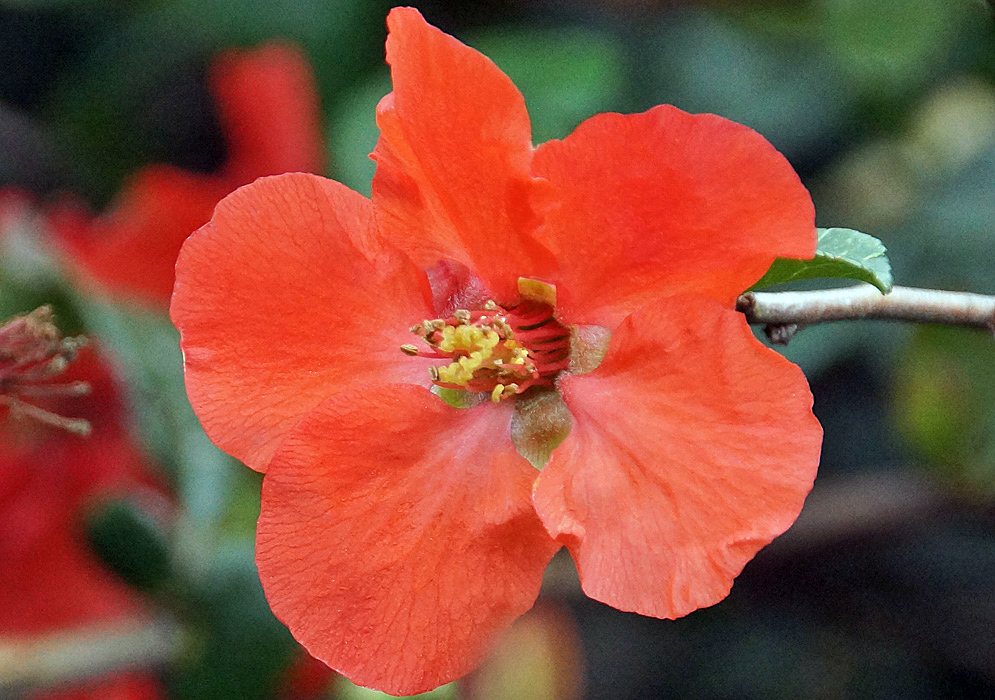 A scarlet Chaenomeles speciosa flower with yellow anthers