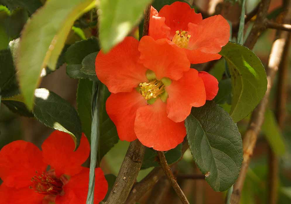 Three red Chaenomeles speciosa flowers with yellow anthers