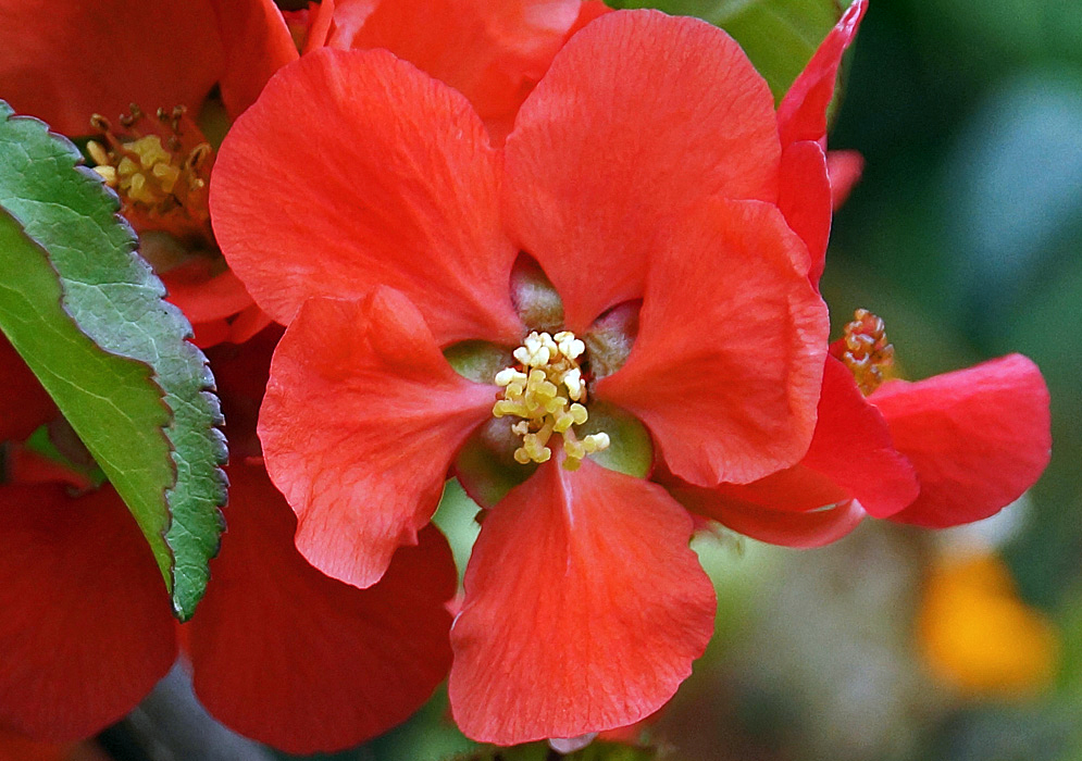 A red Chaenomeles speciosa flower with yellow anthers