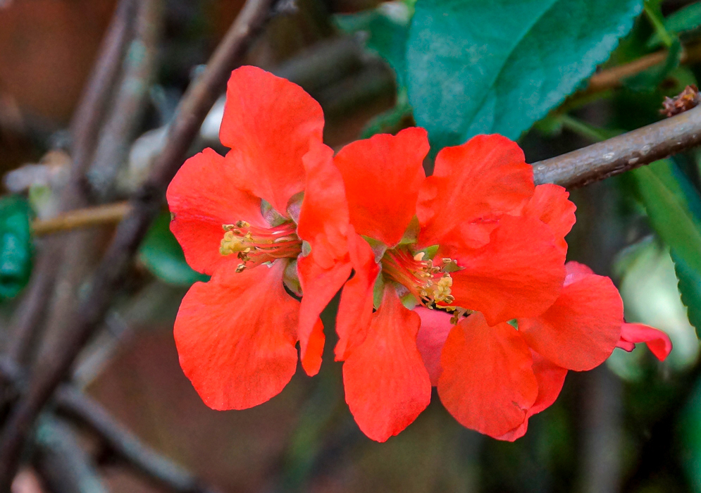 Two red Chaenomeles speciosa flowers with yellow anthers