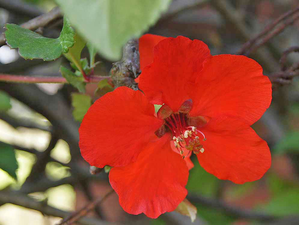 A scarlet Chaenomeles speciosa flower with white anthers