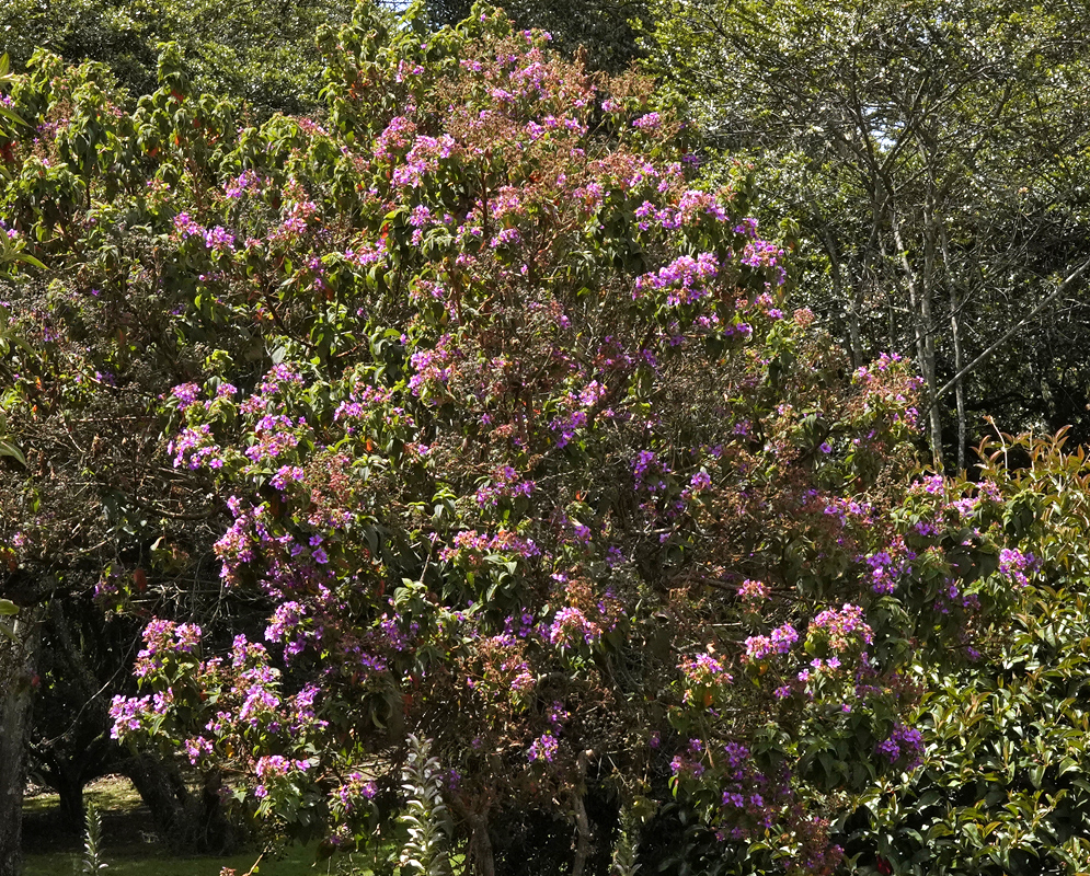 Chaetogastra mollis flowers in sunlight