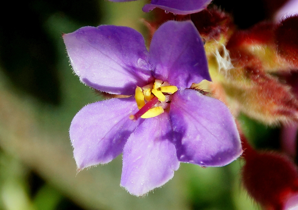 Purple Chaetogastra mollis flower with yellow anthers and reddish style