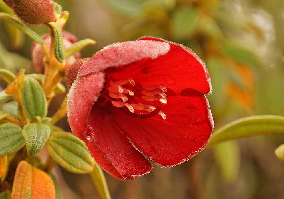 A red Chaetogastra grossa flower with a white stigma