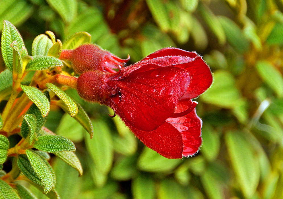 Side view of a red, hairy Chaetogastra grossa flower with a red sepal and white stigma