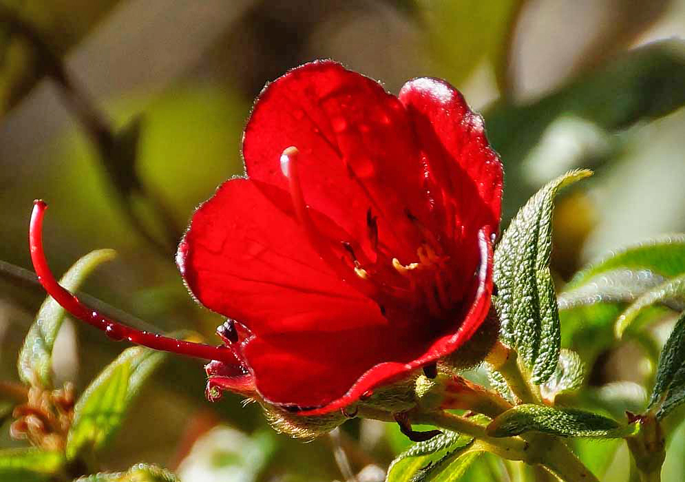 A red Chaetogastra grossa flower in sunlight