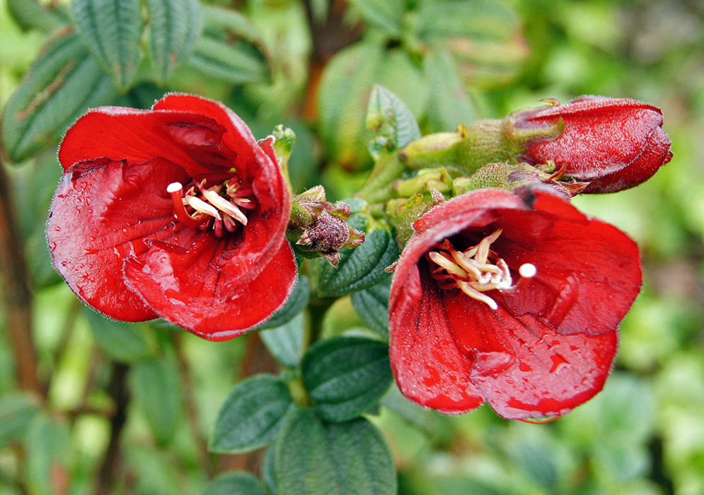Two wet, red Chaetogastra grossa flowers
