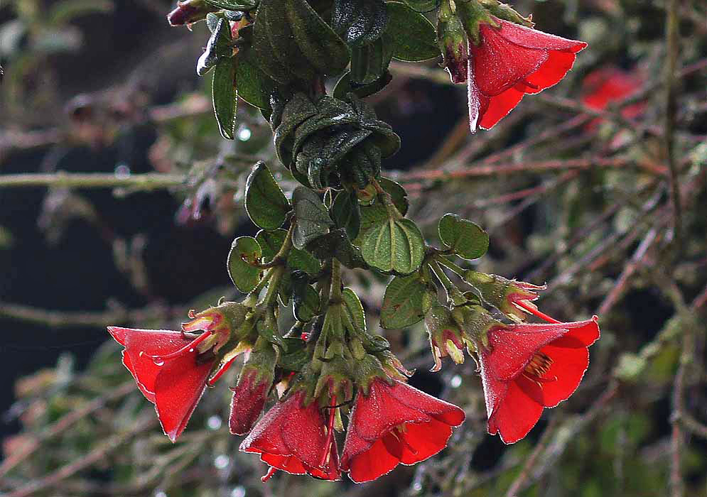 Hanging, upside down Chaetogastra grossa flowers after a rainfall