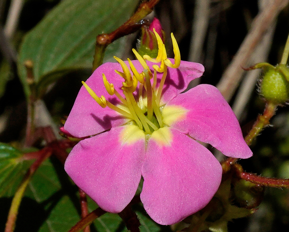 Close-up of Chaetogastra incarum flower with four bright pink petals, a yellow center, and long protruding yellow stamens