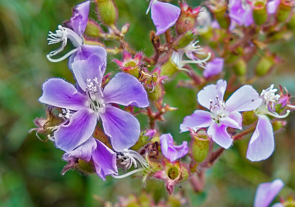  Chaetogastra kingii purple flower